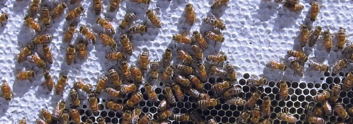 Bees on a white comb