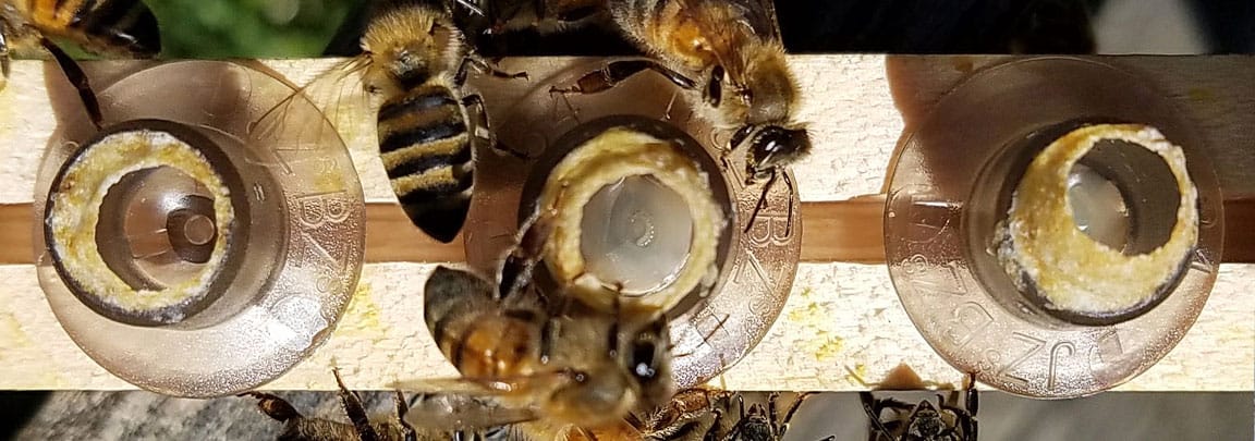Queen bee with larva