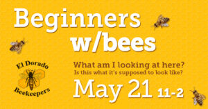 beginners with bees 2022
