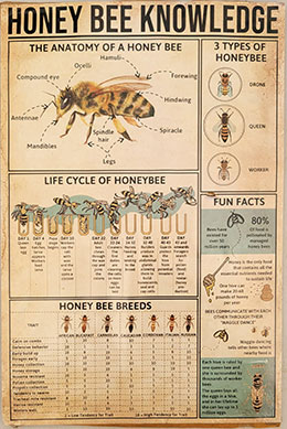 honey bee knowledge poster