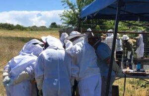club apiary beginners with bees