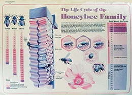 honey bee life cycle poster