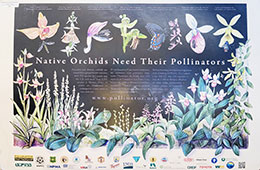 native orchids pollinators poster