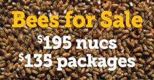bees for sale 2022